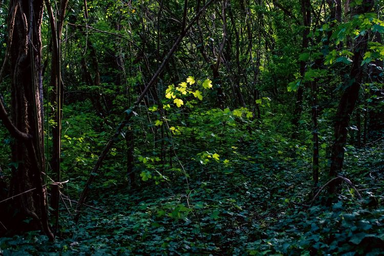 Comment les forêts séquestrent-elles du carbone ?