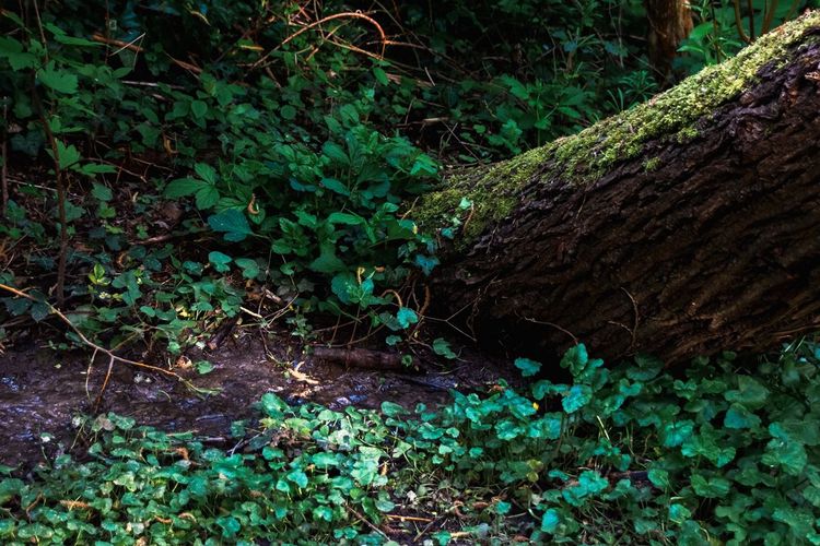 Modéliser l’impact des projets agro/forestiers sur le système sol-eau