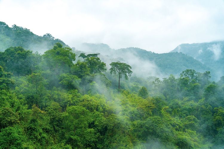 Forest restoration: resilience must guide financing