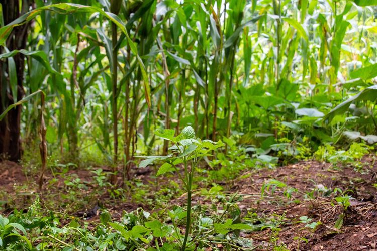 Soils at the Core of Ecological and Economic Resilience