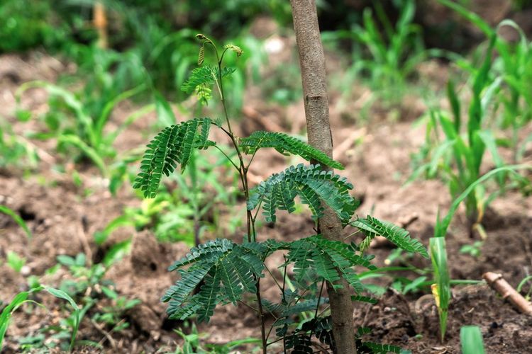 Restoring agricultural land in Togo: agroforestry as a foundation for sustainable transformation