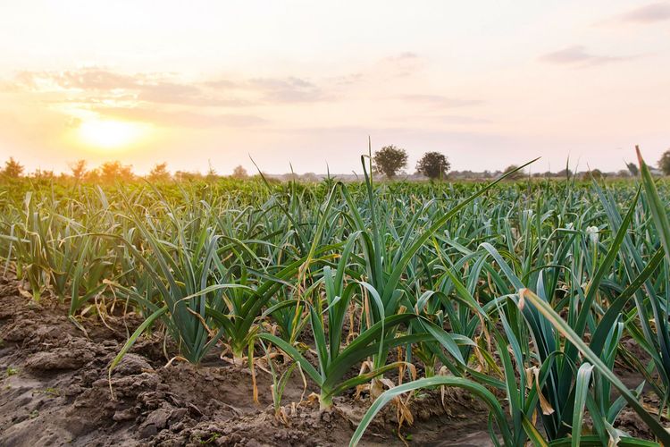 Face au déficit hydrique, comment repenser les modèles agricoles ?