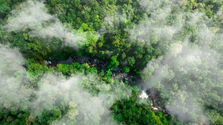Overshooting 1.5°C: How Can We Safeguard Ecosystem Resilience?