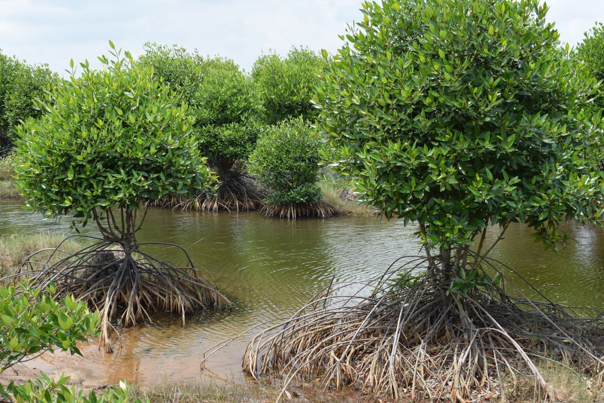 Blue carbon ecosystems: a natural solution for storing carbon and combating  climate change